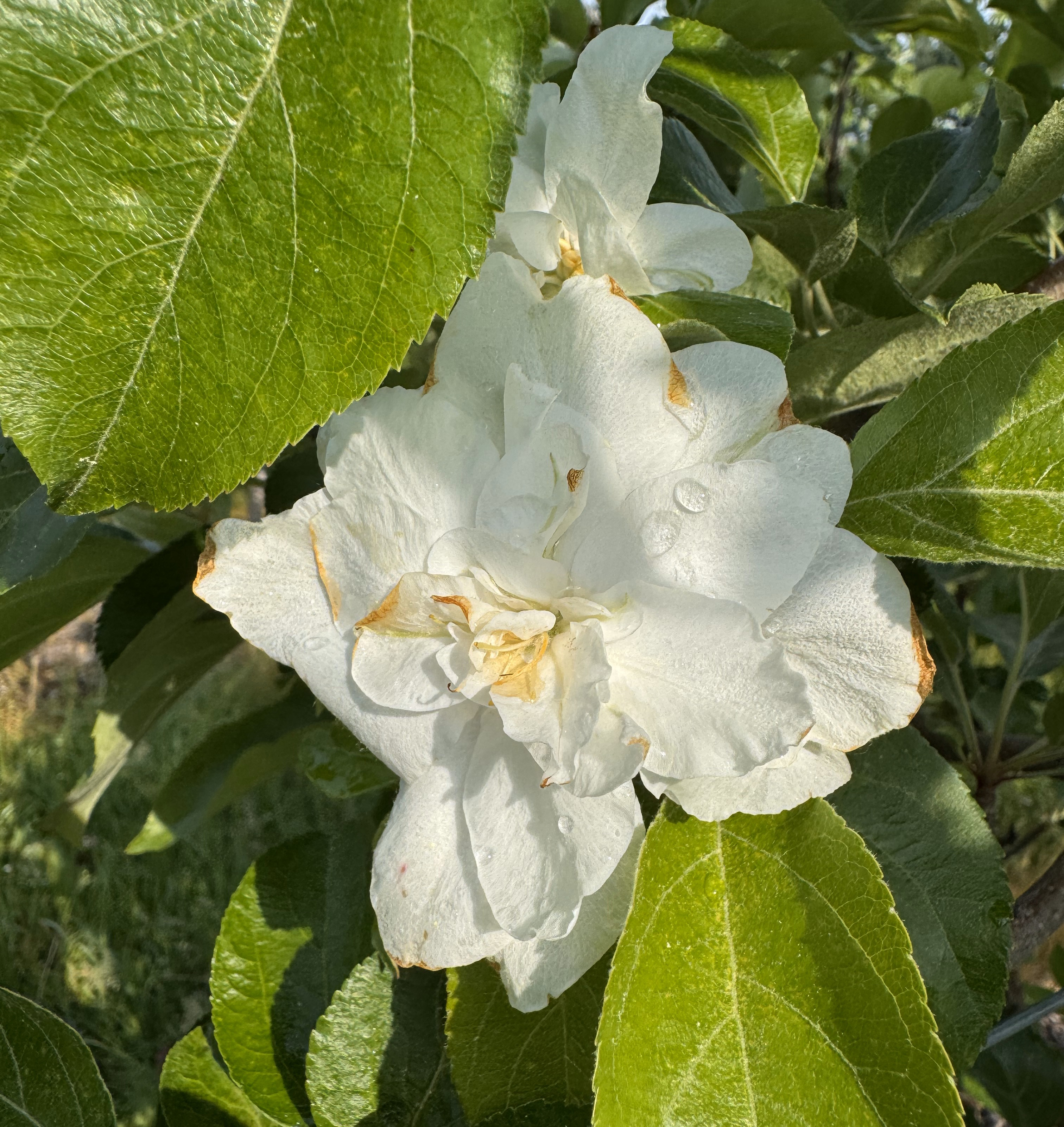 HC blossom NWMI 6-10-25.jpg